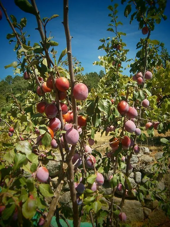 Quinta Do Tempo Turismo Rural Affittacamere Monchique Portogallo