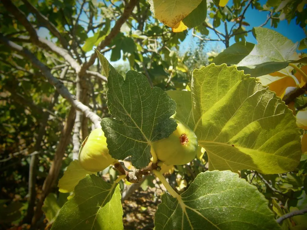 Kır Evi Quinta Do Tempo Turismo Rural Monchique Portekiz